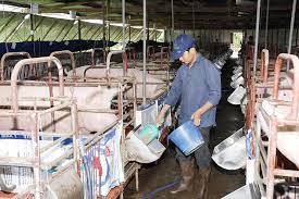 Ngăn chặn việc sử dụng chất cấm trong chăn nuôi, giết mổ gia súc